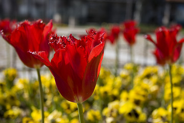 Image showing Red tulips