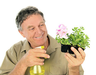 Image showing Nurseryman Sprays Seedlings