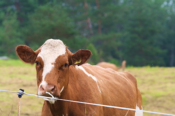 Image showing brown cow