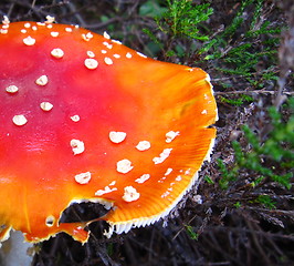 Image showing Red-White Mushroom