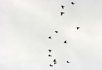 Image showing Birds