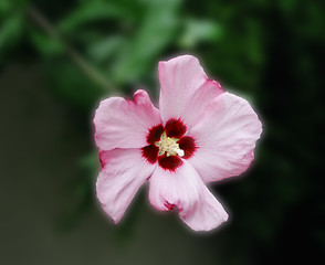 Image showing violet flower