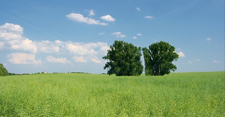 Image showing Field