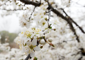 Image showing Flowers