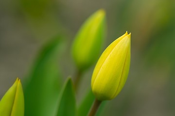 Image showing Tulips