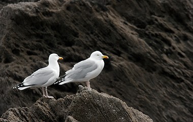 Image showing Seagulls