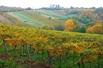 Image showing Vineyard