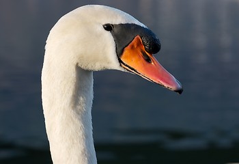 Image showing Swan