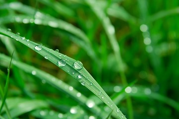 Image showing Wet grass