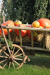 Image showing pumpkins