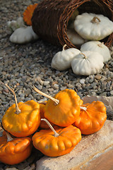 Image showing pumpkins