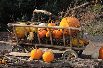 Image showing pumpkins