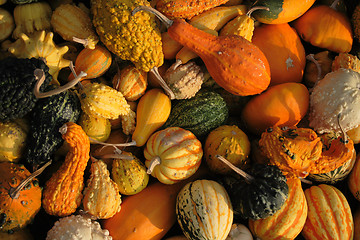 Image showing pumpkins