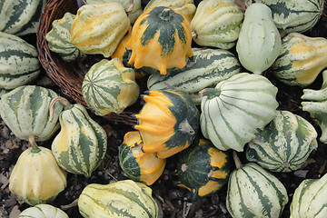 Image showing pumpkins