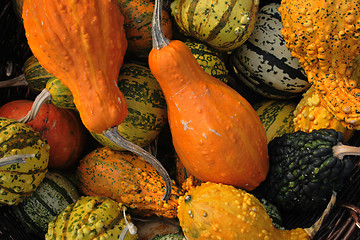 Image showing pumpkins