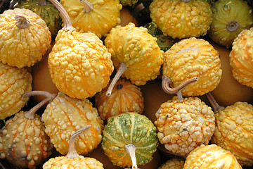 Image showing pumpkins