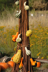 Image showing pumpkins