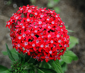 Image showing red flower