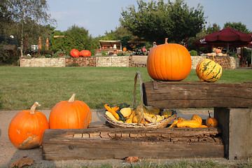 Image showing pumpkins