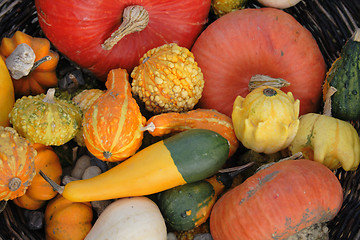 Image showing pumpkins