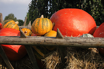 Image showing pumpkins