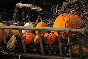 Image showing pumpkins