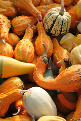 Image showing pumpkins