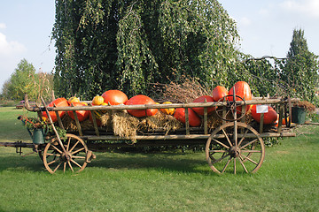 Image showing pumpkins