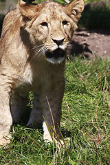 Image showing young lion