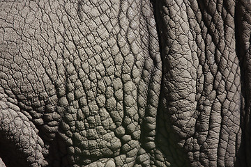 Image showing rhino skin