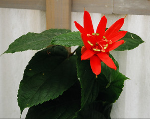 Image showing red flower