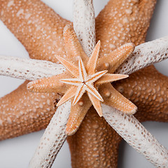 Image showing Starfish Flower