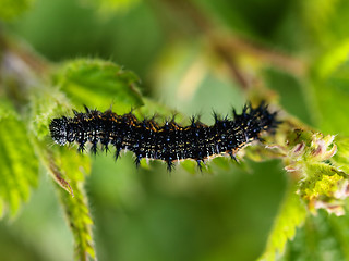 Image showing Black caterpillar macro