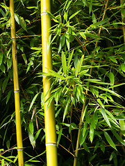 Image showing Bamboo shoots