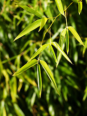 Image showing Bamboo leaves
