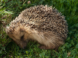 Image showing hedgehog sleeping