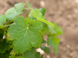 Image showing Vine closeup