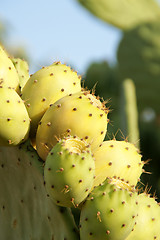 Image showing Wild indian figs