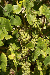 Image showing White grapes on vines