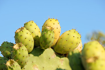 Image showing Wild indian figs