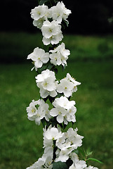 Image showing white flowers