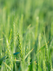 Image showing Wheat