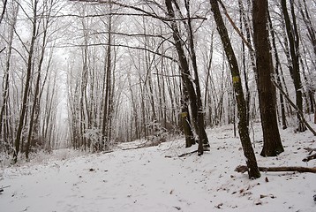 Image showing Winter