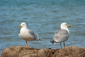 Image showing Seagulls