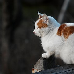 Image showing Cat