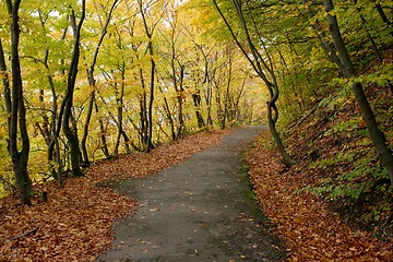 Image showing Autumn