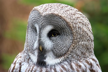 Image showing Owl head