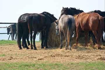 Image showing Horse