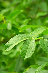 Image showing Wet leaves