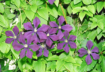 Image showing violets